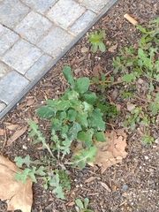 Chenopodium album