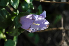 Campanula incurva