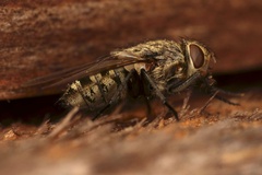 Pollenia rudis