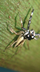Phintelloides versicolor