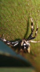 Phintelloides versicolor