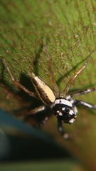 Phintelloides versicolor