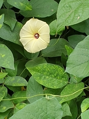 Hewittia malabarica