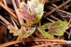 Phragmidium violaceum