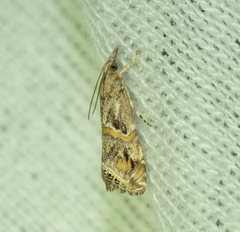 Euchromius