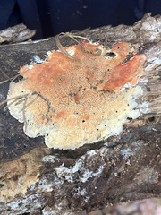 Hydnophlebia