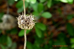 Phlomis viscosa