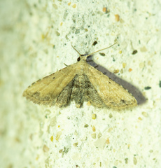 Araeopteron ecphaea