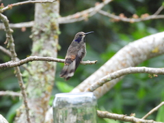 Colibri delphinae