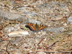 Aglais caschmirensis