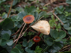 Crinipellis scabella