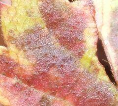 Phragmidium violaceum