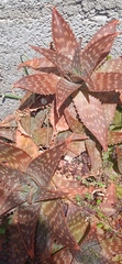 Aloe striata