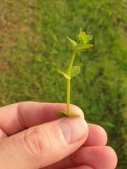 Lindernia rotundifolia