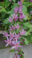 Tricyrtis hirta