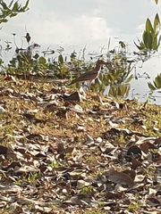 Burhinus senegalensis