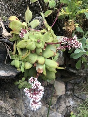 Crassula orbicularis