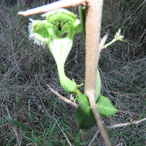 Antena-de-papagaio