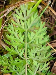 Carum carvi