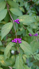 Callicarpa dichotoma