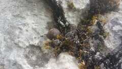 Helicigona lapicida