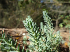 Petrosedum rupestre