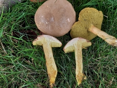 Hortiboletus engelii