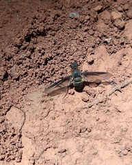 Bombyliidae
