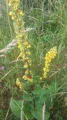 Verbascum nigrum