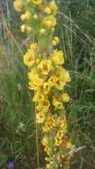 Verbascum nigrum