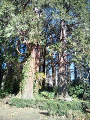 Sequoia sempervirens