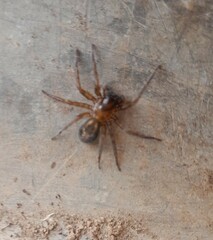 Amaurobius fenestralis