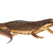 Smooth Newt - Photo no rights reserved, uploaded by Oliver Angus