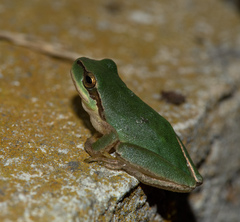 Hyla meridionalis