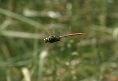Anax longipes