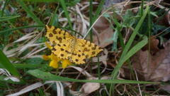Pseudopanthera macularia