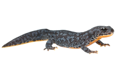 Ichthyosaura alpestris alpestris