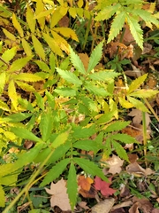 Agrimonia parviflora