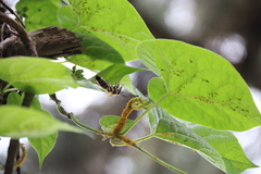 Cynanchum wilfordii