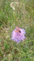 Zygaena purpuralis