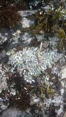 Cladonia foliacea