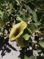 Aristolochia pearcei