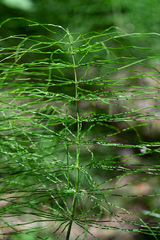 Equisetum pratense image