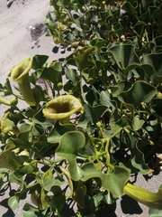 Aristolochia pearcei