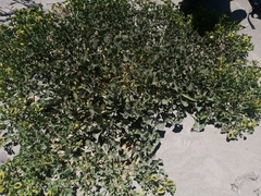 Aristolochia pearcei