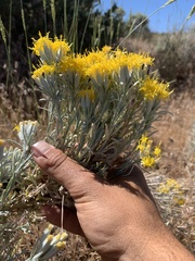 Tetradymia canescens
