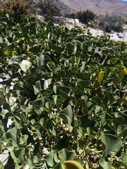 Aristolochia pearcei