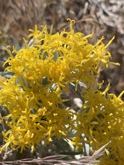 Tetradymia canescens