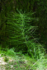Equisetum pratense image