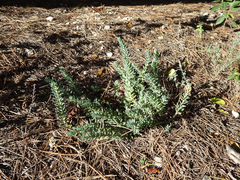 Petrosedum rupestre